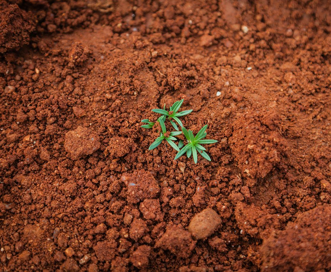 Photo d'un sol avec une petite plante verte